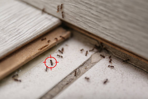 Franklin, TX Pest Control Company