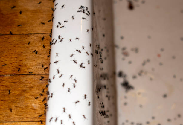 Best Wildlife Control Services  in Franklin, TX