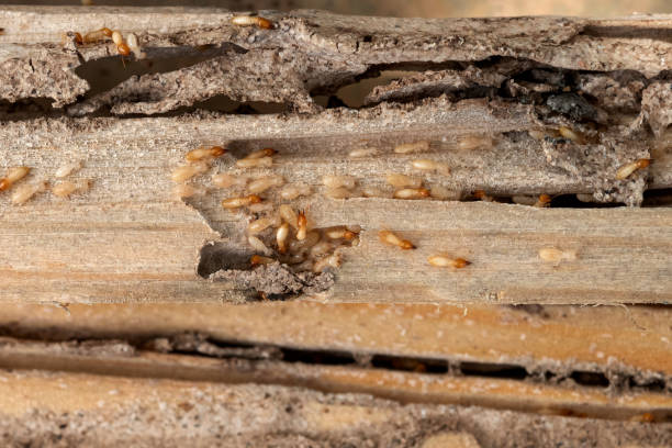 Best Affordable Pest Control Services  in Franklin, TX